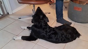 👩‍🎓 SÅDAN FÅR DU SUCCES - MED KÆLE ØVELSER 🐕 Bliv medlem her: https://www.dogwhisperer.dk/onlinehundetraening/ Bider og napper din hvalp ❓ 🏆 Alle vil gerne have succes, det er ikke kun dig, det gælder også for din hvalp 🙃😉 🏅 Hvalpen HAR succes når den bider og napper dig i hænderne og fødderne. Det er jo "bare" en leg, som du heldigvis (syntes hvalpen) er en del af, nøøøøj hvor er vi gode venner 🤝 godt jeg er havnet hos denne familie.......syntes hvalpen at tænke. Du syntes til gengæld a