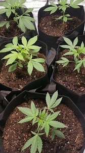 For those who like to talk down on miracle grow. Lol.....3weeks in