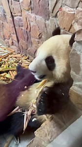 Close distance! 🐼Cheng Lang is so adorable!!!!🥺😭😍 | Happy Panda