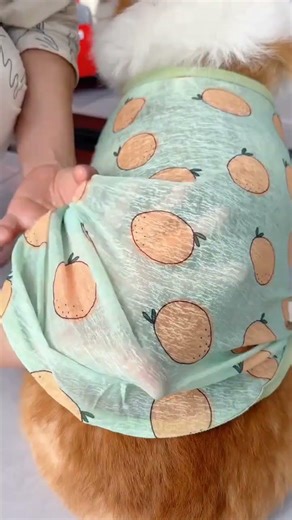 It’s the cat and dog shedding season again,so quickly arrange this light and breathable fur vest for