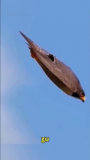 390 km/h Angriff – Unsichtbarer Jäger aus dem Himmel😱🦅