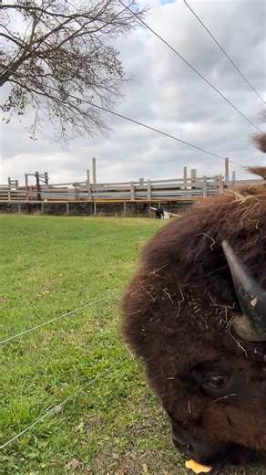 Get up&close to bison fluff and crunch crunch! #bison #asmr #fluffy #giant 🎃 | Barnyard Bison