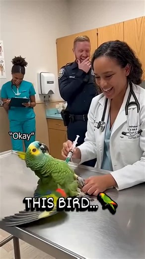 Ralph Porter on Instagram: "What it do...snitches get stitches. This bird 🦜 #laugh #hilarious #funny #funnyvideos #funnybirds"