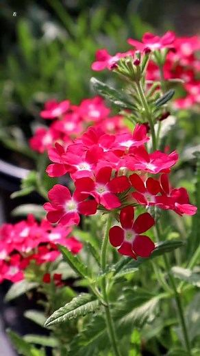 Verbena Flowers #reels #flowers #garden | My Beautiful Garden
