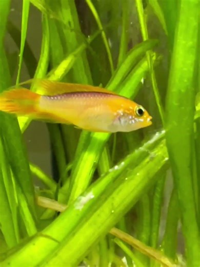 Interesting facts about apistogramma cichlid!! #fishkeepinghobby #facts#education