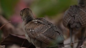 Mothers teach their children peacock pecking the ground for food. Phu Khieo Wildlife Sanctuary, Chaiyaphum Province, Thailand.