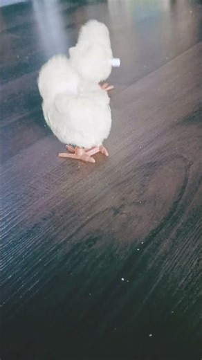 silly thing THE chicks are bright yellow irl idk what happened