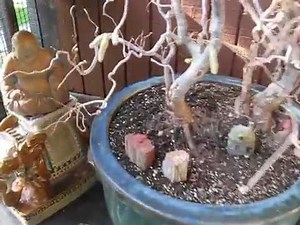 harry lauders walking stick, contorted filbert