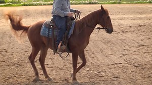 Just a month away until the TDCJ’s Agribusiness, Land & Minerals Horse Sale on Saturday, September 3rd at 10 a.m. at the Brazos County Expo Complex in Bryan, TX! Horses with the coveted TDCJ star brand will be on display and can be previewed on Friday, September 2nd from 5-7 p.m. For more information about the sale, visit: https://bit.ly/3JtnFV3 #TDCJ #starbrand #horses #auction | Texas Department of Criminal Justice