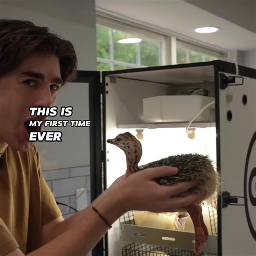 My 42-Day Journey of Hatching an Ostrich Egg