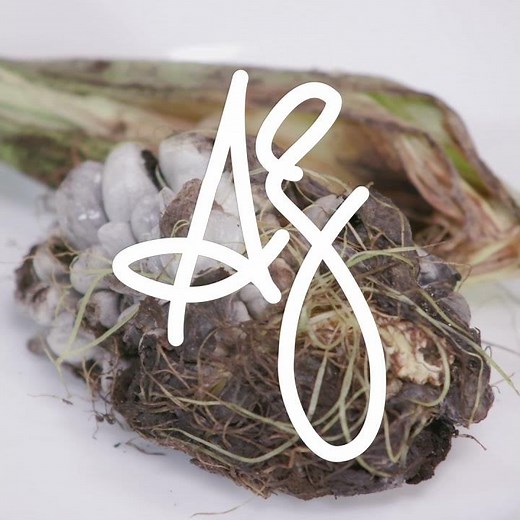 Andrew Zimmern Cooks: Corn Huitlacoche