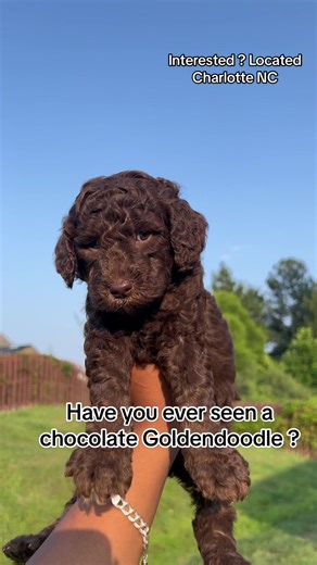 Chocolate Goldendoodle | Puppies, Breeds, and More!
