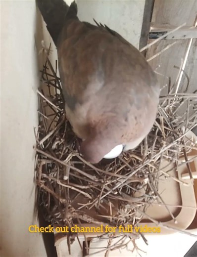 Bird Carefully Arranges Her Eggs During Hatching Period 🐦🥚 | Nature Close-Up #BirdLife #Wildlife