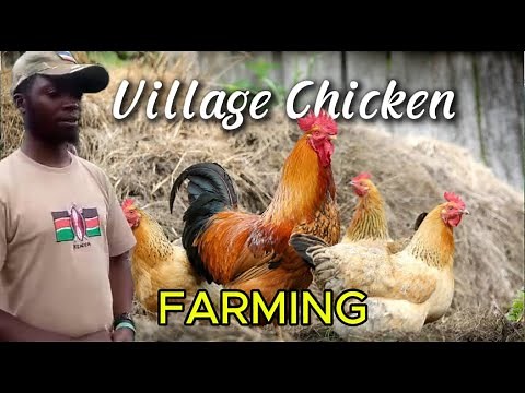VILLAGE CHICKEN FARMING IN ZAMBIA: His target is 1000 chickens by Dec 2025?! Agriculture Lane | Ep1