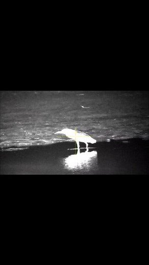 111K views · 1.8K reactions | Berburu koak menggunakan night vision..  #berburu #berburukoak #nighthunting #nightvision #pard008 #reyhunting @sorotan | Zainul Alim | Facebook