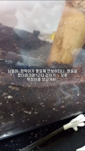 사슴벌레 짝짓기 과정과 팁