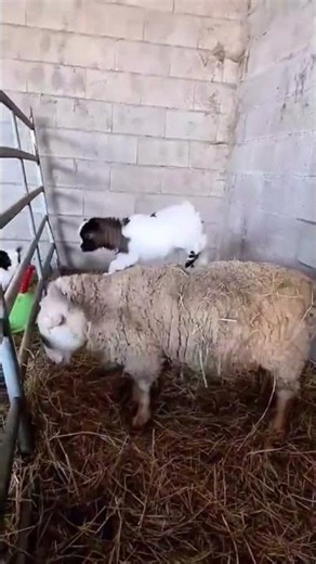 Naughty Baby Goats Causing Cute Chaos! 🐐😂