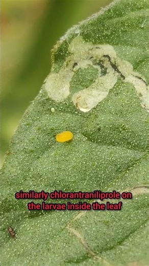 Leaf miner control in pumpkin crop! #agriculture #Agri facts #viral videos