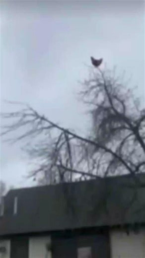 idk #roblox #forsaken #meme