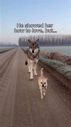 My Dog Adopted a Wolf 🐺 #wolf #dogfriendship #animals