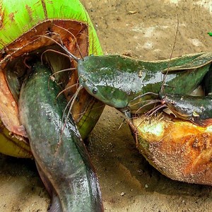 25K views · 192 shares | Amazing Fishing Catch Catfish by Coconut Fish Trap DIY | Animal World | Facebook