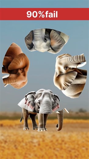 Elephant Body Match IQ Test 🐘 #IQTest #ElephantChallenge #BrainTest Disclaimer: This video is my original creation. The background footage is captured using my own mobile camera, and the entire editing process is done by me. While I use Google/Studio tools to assist with voice generation, the final voiceover, script, and creative direction are uniquely mine. All rights reserved. | Kishn kk cricle chalenge