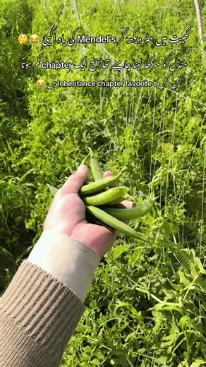 Understanding Mendel's Laws Through Pea Plants