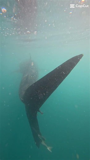 Baja's Winter Giants: #whalesharkwatching eDNA Expedition | Invierno con el #tiburonballena