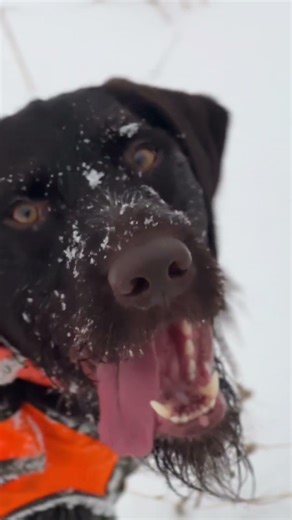 German Wirehaired Pointer - Winter is the best time