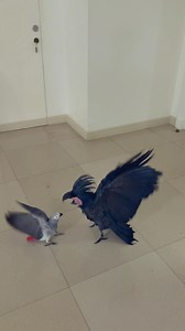 Luffy Is Actually The Bully Here #parrot #parrotlife #parrotvideo #parrotlover #BlackPalm #AfricanGrey | Gabriel Wang