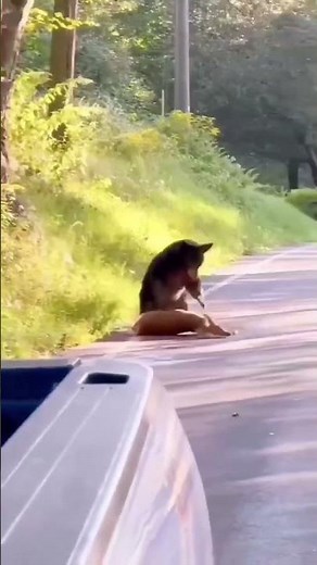 Nature's Raw Power: A bear attacking a deer