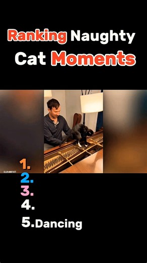 Ranking Top cat Moments #8