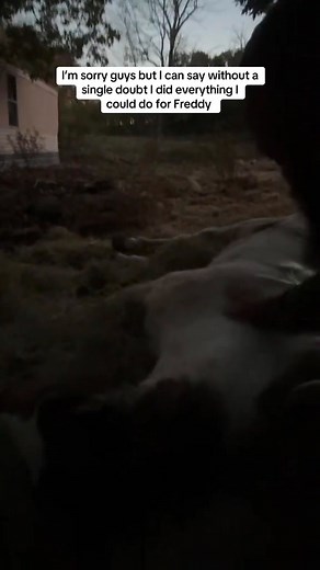 RIP Freddy #rufusthebull #redfordthebull | Tesch Hillside Ranch