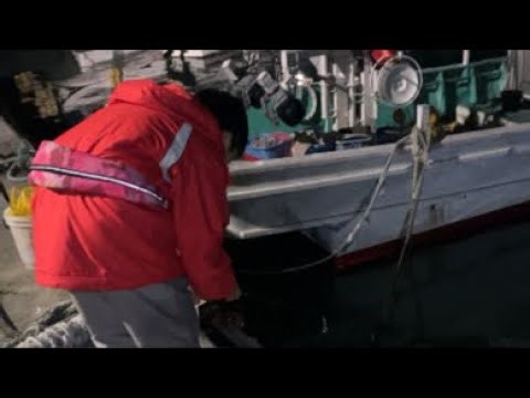 イカ探しに来ました【福島県いわき市】