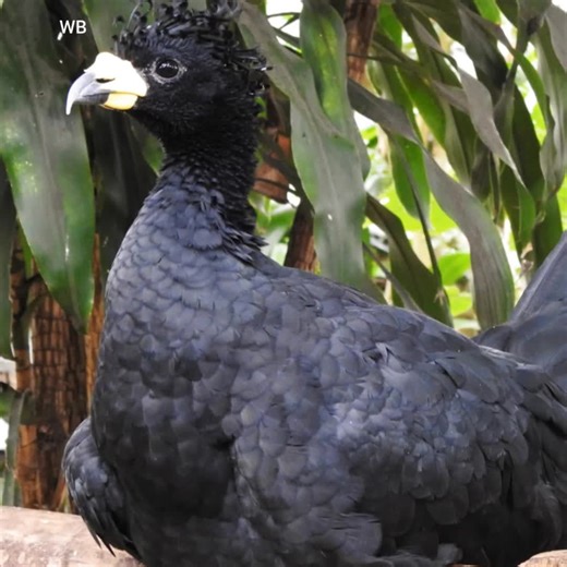 Discover the Yellow-Knobbed Curassow!