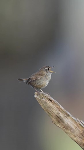 Why do wrens sing so much? They’re hoping to attract a mate! 🐦💕 📸: Lawrence Chatton #Wildlife #Nature #NatureLovers #Photography | Animal Planet
