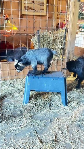 Baby goat jumping and running! #fun #cute #baby #goat #animals