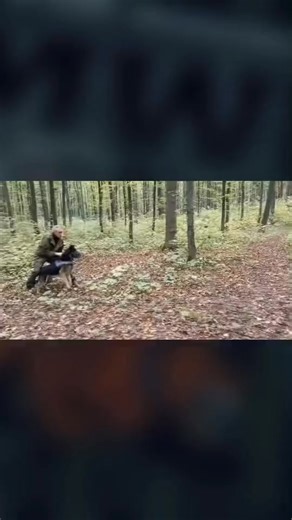 🚧FAKE ATTACK🚧 GERMAN SHEPHERD 💪🏼💥 #K9 #GERMAN #SHEPHERD #POWERFUL #POWER #DOG #ATTACK #ARMY #MILITARY #EXTREME #VIRAL #231 | K9 BANG