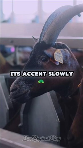 This Goat Changed Its Entire Voice to Belong #animals #behavior #shorts