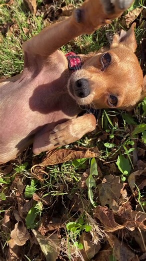 Meet Ziggy, the Adorable Deer Head Chihuahua