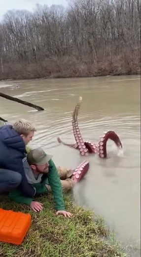 When the River Octopus Claimed Its Prey #fishing #wildliferescue