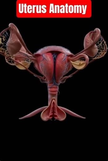 Female Reproductive System Explained | n & Functions | #science #shorts​ #biology
