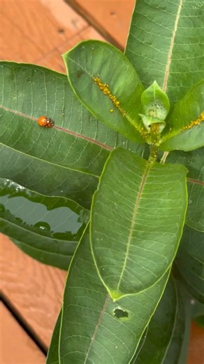Milkweed Patch After Dark 🐞💚🐞 More Oleander Aphid-eaters coming soon 🐞🐞🐞🐞🐞 | Monarch Butterfly Garden