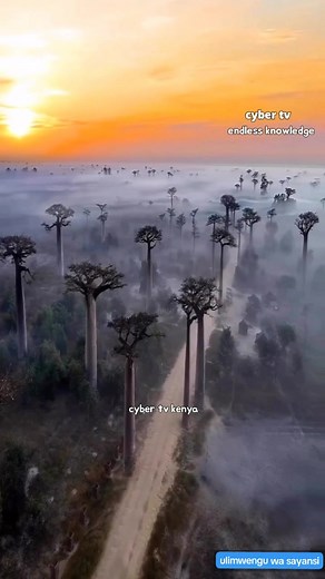 #uganda#nature#kisoro#madagascar#kenyantiktok🇰🇪 #tanzaniantiktok🇹🇿 #rwanda_tiktok