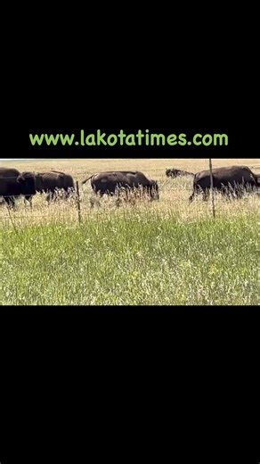 Rosebud | Lakota Times