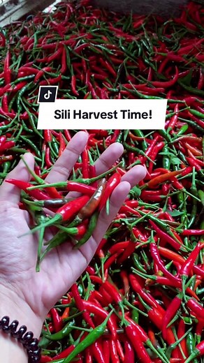 Sili Harvest Time! Farm Life TikTok