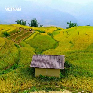 Experience the "Golden Season" in Y Ty (Lao Cai) | Amazing Vietnam