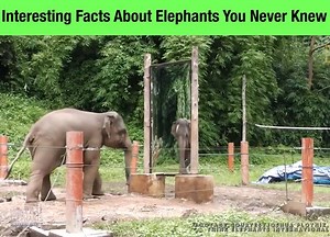 As the world's largest land mammal, elephants have quite the commanding presence. But did you know elephants can't jump? Or that baby elephants lose their first set of teeth and tusks, just like humans? Learn about both Asian and African elephants and the threats facing these highly intelligent animals today. 😉🐘 Let's explore