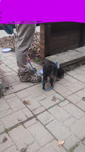 Snacks is reactive to people and dogs outside. Control Unleashed Superbowls game is a great way to build confidence and give#behaviourmodification #torontostarreaderschoice #positivetraining #dogtrainingtoronto #BeATreatFeederNotAPackLeader #controlunleashed #reactivedogs #strangerthingsclass #fearfuldogs #chihuahuamix the dog something to do other than the problem behaviour