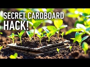 This Cardboard Trick Is Transforming Gardens Overnight (Most Gardeners Hide It!)
